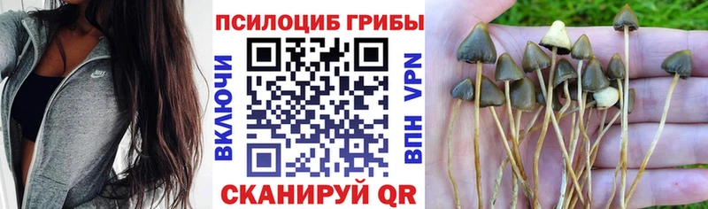 Галлюциногенные грибы ЛСД Майский